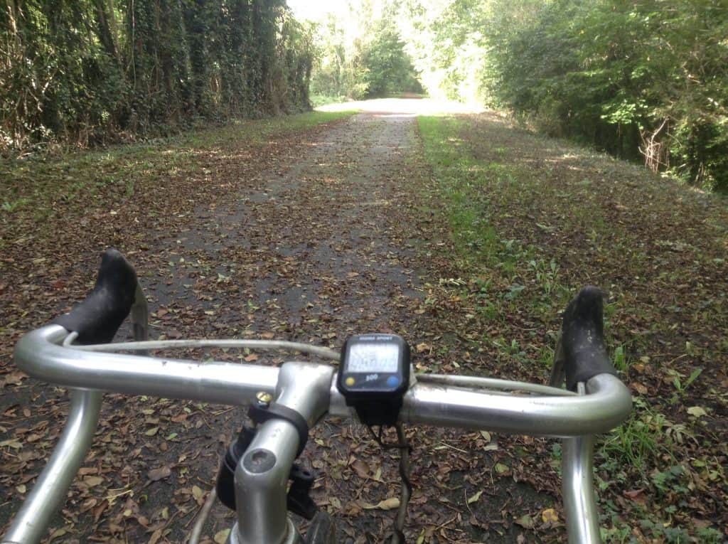 Image of trail with leaves on path