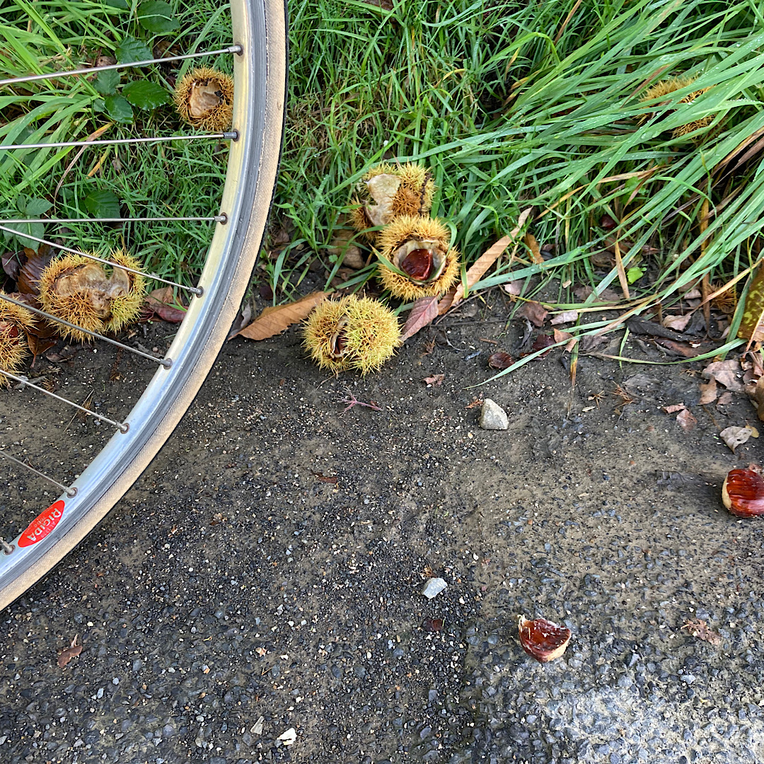 Image of sweet chestnut on road