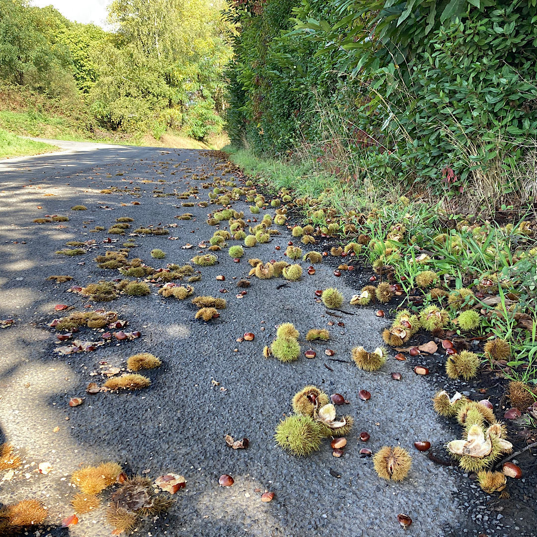 Image of chestnuts strewn on road